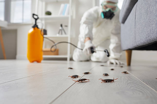 Commercial Kitchen Cockroach Control in University Place
